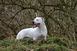 DOGUE ARGENTIN 467